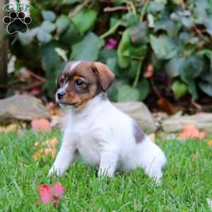 Bryson, Fox Terrier Mix Puppy