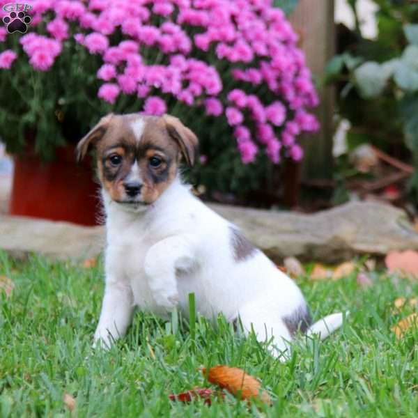 Bryson, Fox Terrier Mix Puppy