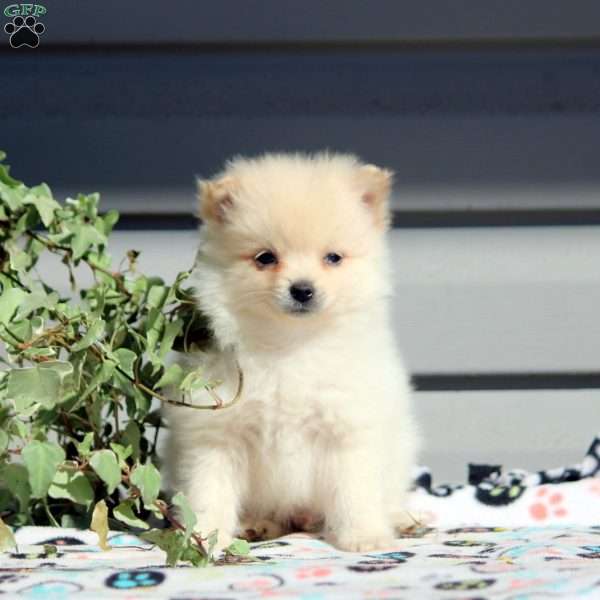 Bubbles, Pomeranian Puppy