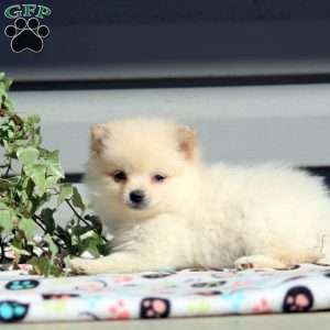 Bubbles, Pomeranian Puppy