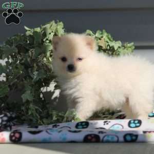 Bubbles, Pomeranian Puppy