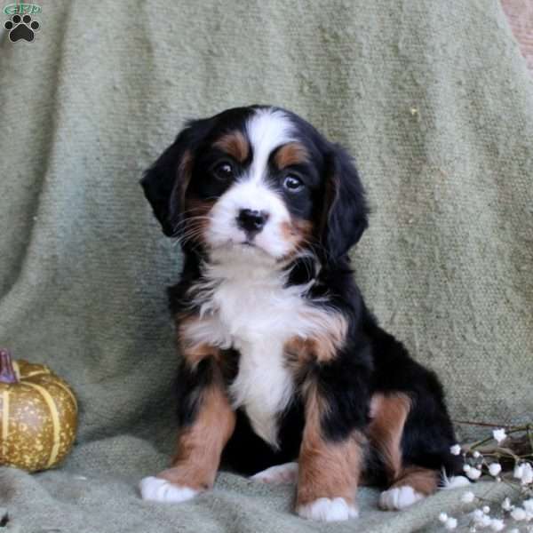 Bubbles, Miniature Bernese Mountain Dog Puppy