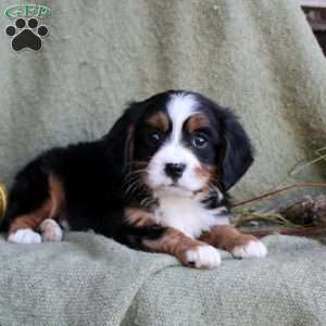 Bubbles, Miniature Bernese Mountain Dog Puppy