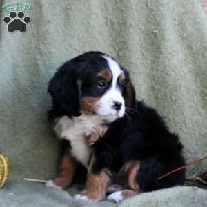 Bubbles, Miniature Bernese Mountain Dog Puppy