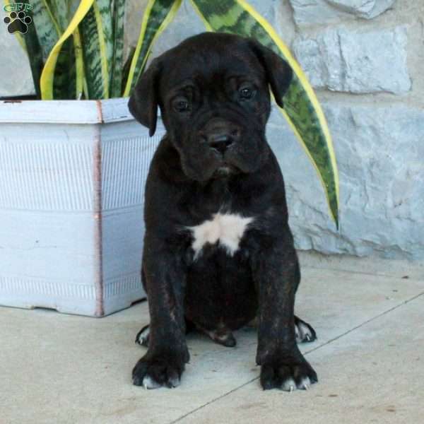 Bucky, Cane Corso Puppy