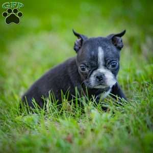 Buddy, Boston Terrier Puppy