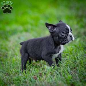 Buddy, Boston Terrier Puppy