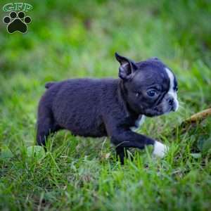 Buddy, Boston Terrier Puppy