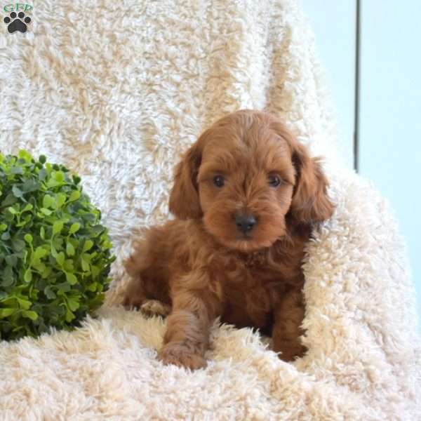 Buddy, Cavapoo Puppy