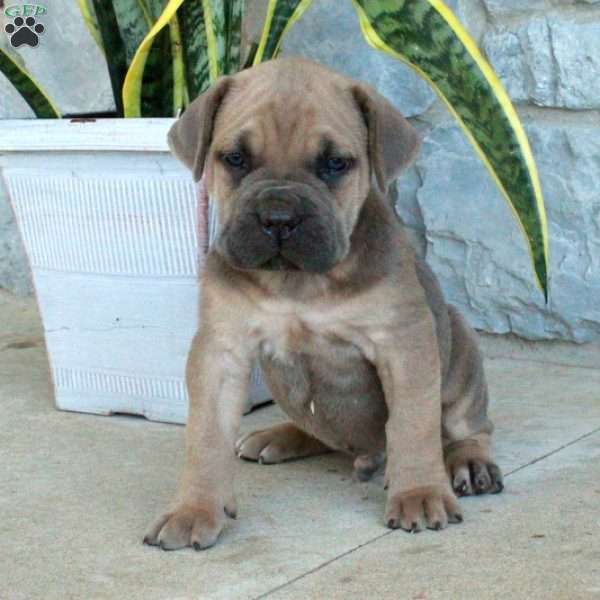 Buddy, Cane Corso Puppy