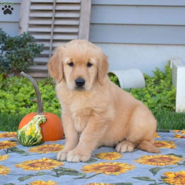 Buddy, Golden Retriever Puppy