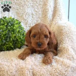 Buddy, Cavapoo Puppy