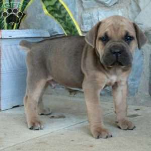 Buddy, Cane Corso Puppy