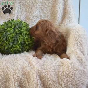 Buddy, Cavapoo Puppy