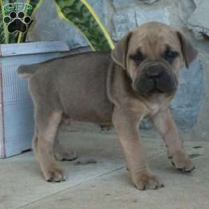 Buddy, Cane Corso Puppy