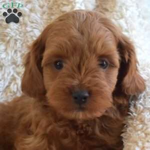 Buddy, Cavapoo Puppy