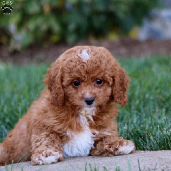 Buddy, Cavapoo Puppy