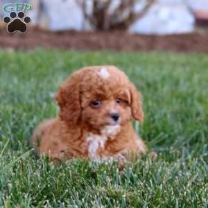 Buddy, Cavapoo Puppy