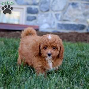 Buddy, Cavapoo Puppy