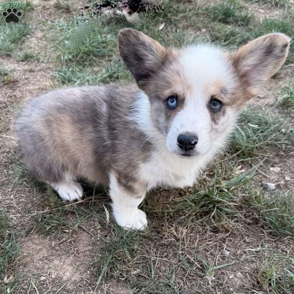 Buddy, Pembroke Welsh Corgi Puppy