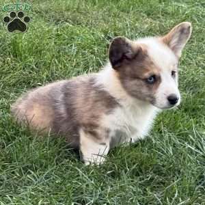 Buddy, Pembroke Welsh Corgi Puppy