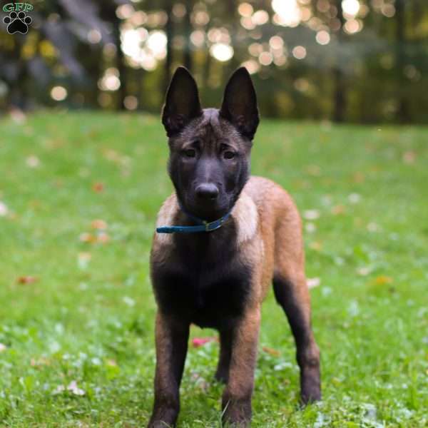 Bullet, Belgian Malinois Puppy