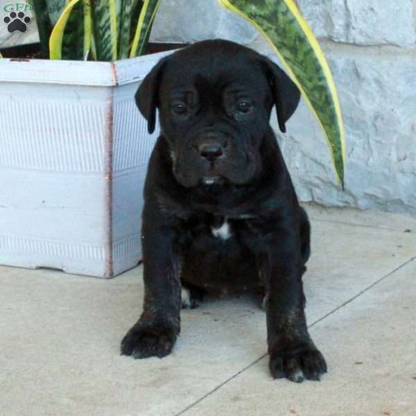 Bunny, Cane Corso Puppy