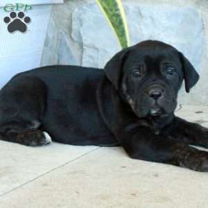 Bunny, Cane Corso Puppy