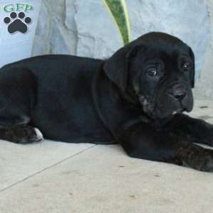 Bunny, Cane Corso Puppy