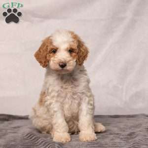 Buster, Miniature Poodle Puppy