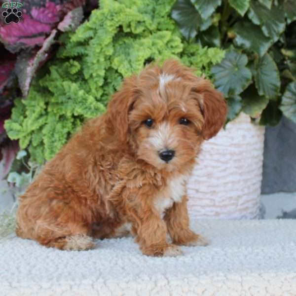 Buster, Miniature Poodle Mix Puppy