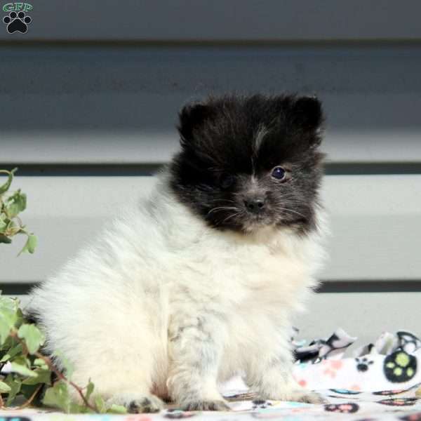 Buster, Pomeranian Puppy