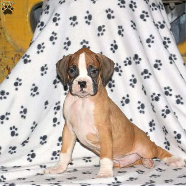 Buster, Boxer Puppy