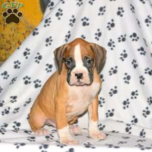 Buster, Boxer Puppy