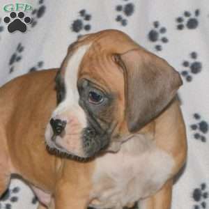 Buster, Boxer Puppy