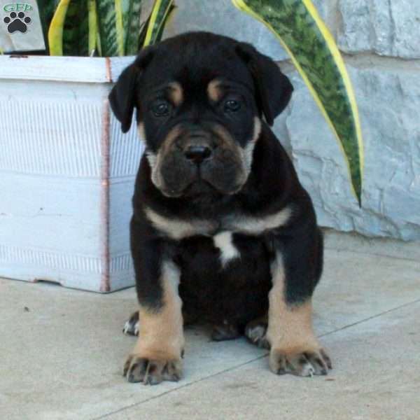 Butch, Cane Corso Puppy