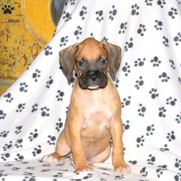 Butch, Boxer Puppy