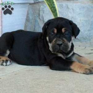 Butch, Cane Corso Puppy