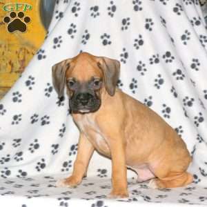 Butch, Boxer Puppy