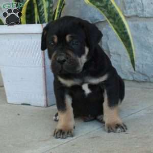 Butch, Cane Corso Puppy