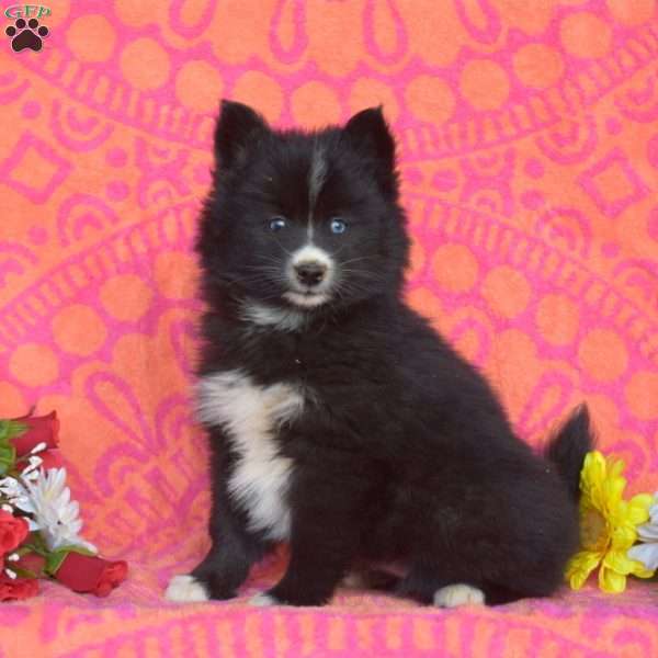 Buttercup, Pomsky Puppy