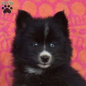 Buttercup, Pomsky Puppy