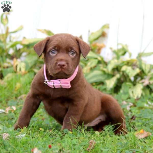 Buttercup, Chocolate Labrador Retriever Puppy