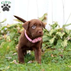 Buttercup, Chocolate Labrador Retriever Puppy