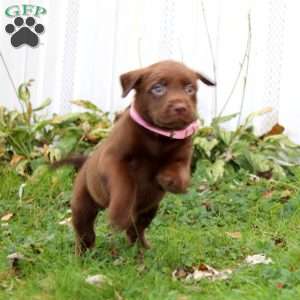 Buttercup, Chocolate Labrador Retriever Puppy