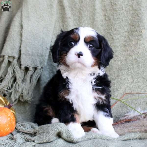 Buttercup, Miniature Bernese Mountain Dog Puppy