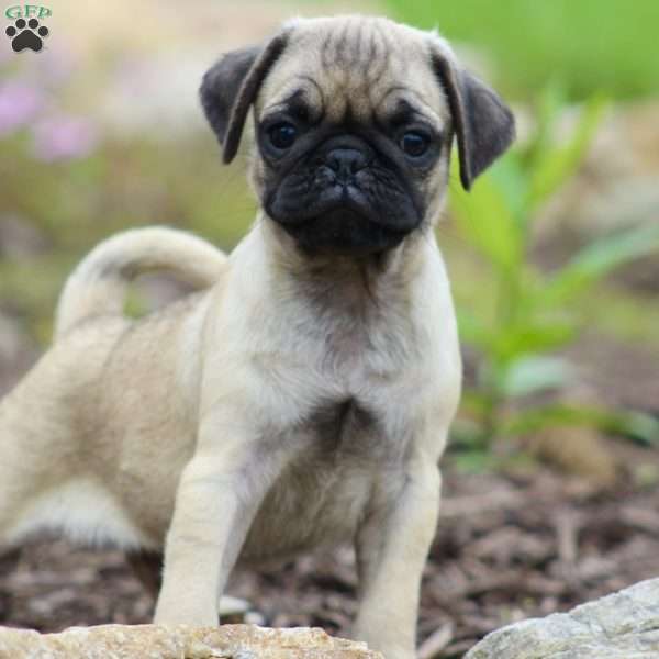 Cody, Pug Puppy