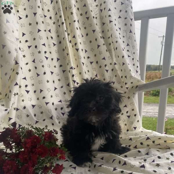 Trick or treat, Bichon Mix Puppy