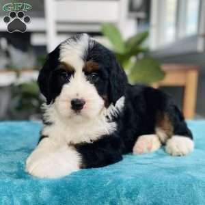 Jasper, Bernedoodle Puppy