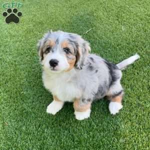 Blaine, Mini Bernedoodle Puppy